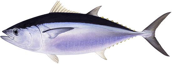 ca-ngu-dai-duong-nuong-muoi-ot.png (137 KB)