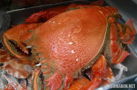 Cua huỳnh đế Phú Yên cua-huynh-de-phu-yen.jpg (55 KB)