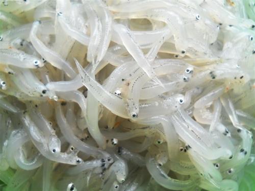 Mắm cá cơm ngần mam-ca-com-ngan.jpg (222 KB)