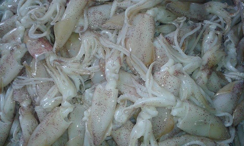 Mực sữa dùng làm mắm mực muc-sua-lam-mam-muc.jpg (110 KB)