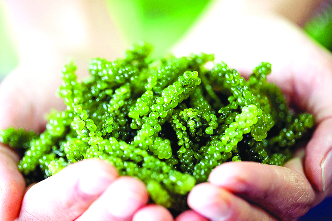 rong nho tuoi Nha Trang rong-nho-tuoi.jpg (1.55 MB)