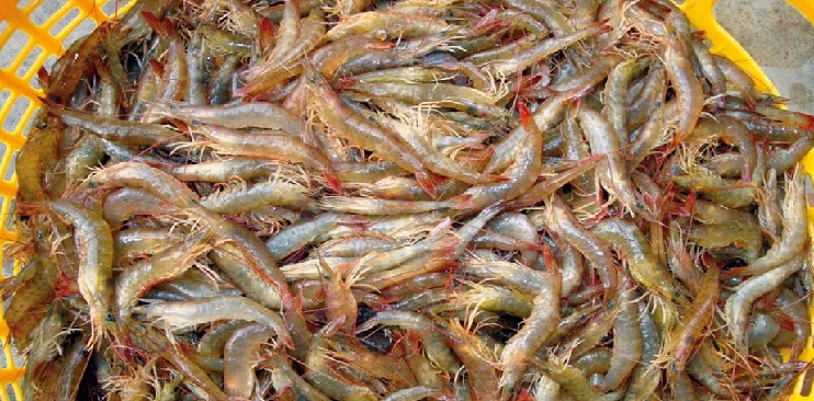 Tôm đất tươi tom_dat_tuoi.jpg (171 KB)