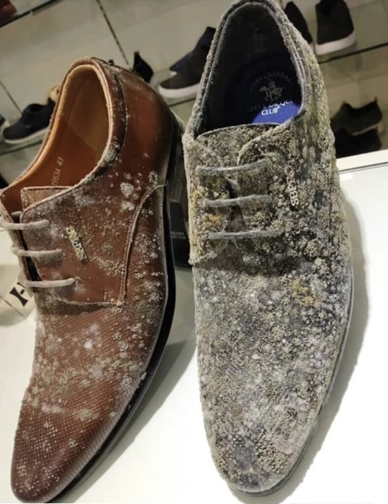 giày nhung bị mốc