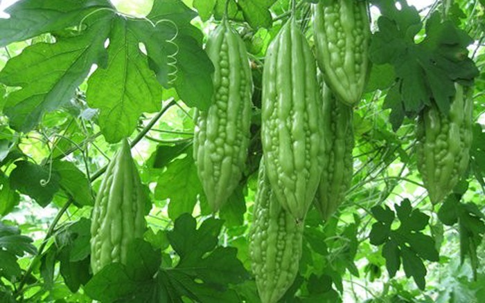 mướp đắng có vị đắng của thuốc kết hợp với tinh chất co trong loại quả này cũng có khả năng kháng khuẩn rất cao