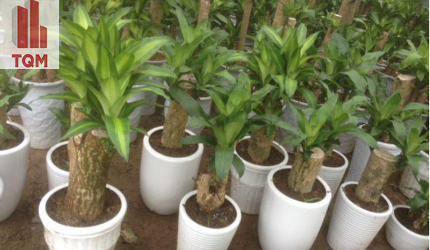 cây trồng trong phòng ngủ