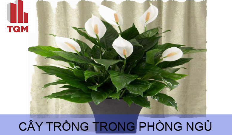 cây trồng trong phòng ngủ