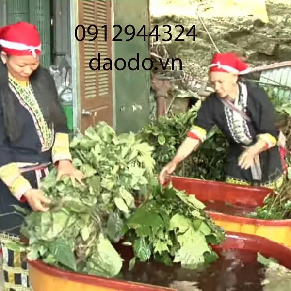 Daodo - Nước lá tắm cổ truyền của người Dao Đỏ