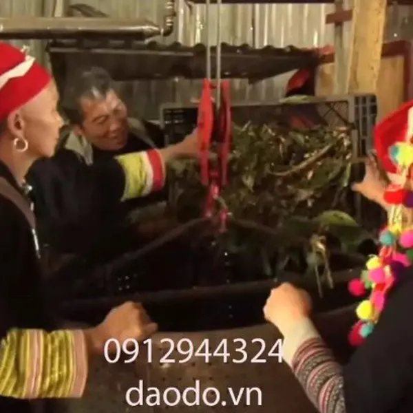 Daodo - Nước lá tắm cổ truyền của người Dao Đỏ