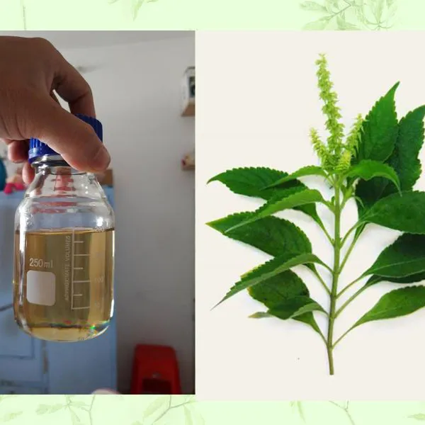 Tinh dầu hương nhu