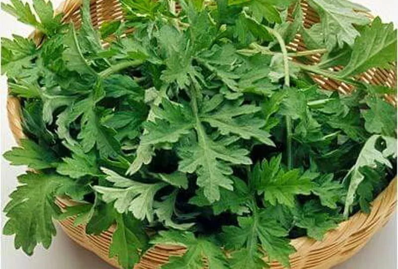 Ngải cứu có hoạt chất chống virus Covid19 rất mạnh