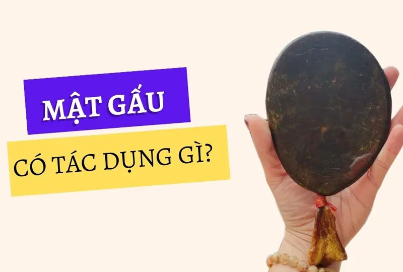 Mật gấu có tác dụng gì?