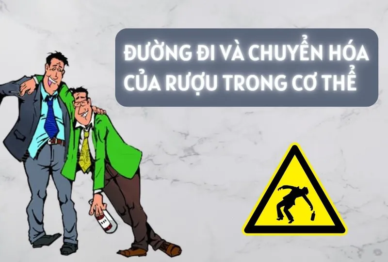 Đường đi và chuyển hóa của rượu trong cơ thể