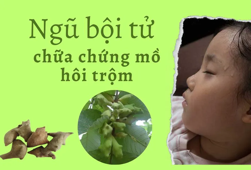 Ngũ bội tử chữa chứng mồ hôi trộm