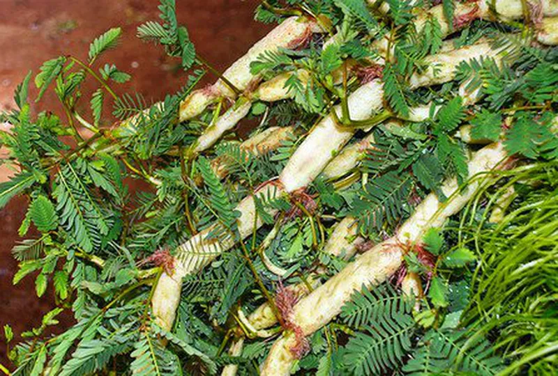 Rau nhút trị chứng mất ngủ