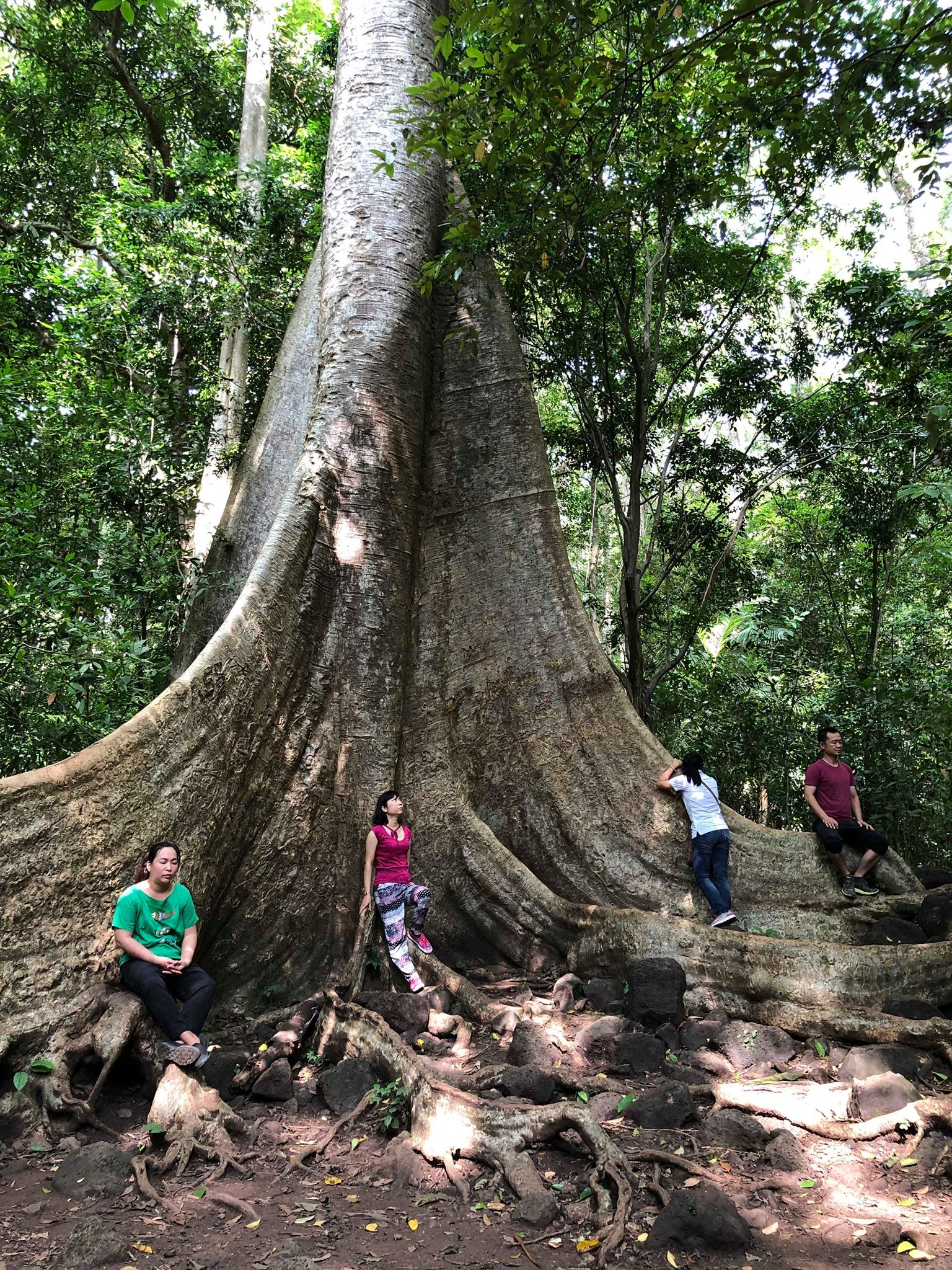 Thiền Trăng tắm rừng - Bên gốc cây Tung Thiền Trăng tắm rừng - Đạp xe trong rừng Nam Cát Tiên