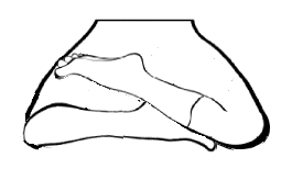 Các tư thế ngồi thiền