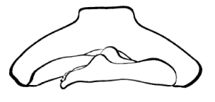 Các tư thế ngồi thiền