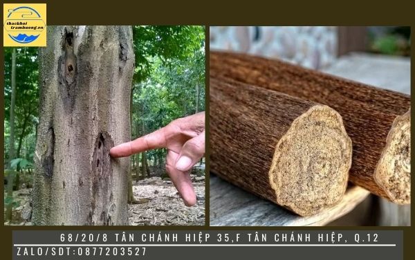 cách nhận biết trầm hương cách nhận biết trầm hương