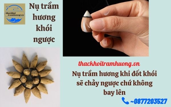 nụ trầm hương khói ngược nụ trầm hương khói ngược