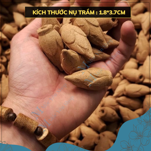 Hộp 20 Nụ Trầm Hương Hình Búp Sen Tỏa Khói Ngược – Nụ Trầm Cao Cấp Xông Nhà Thơm Phòng, Thanh Lọc Không Khí, An Toàn Sức Khỏe
