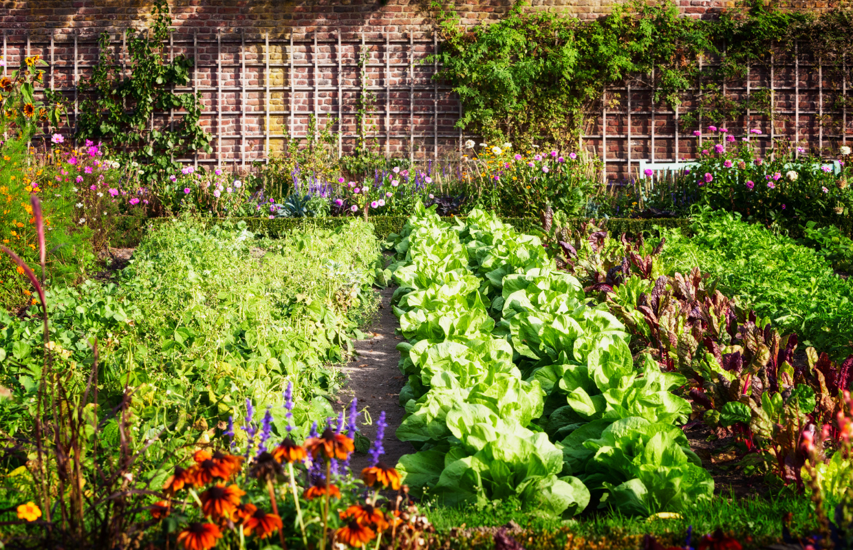 Vườn Hoa Thảo Điền - vườn rau hữu cơ tại Tp.HCM có nhiều giống rau củ độc đáo Vườn Hoa Thảo Điền - vườn rau hữu cơ tại Tp.HCM có nhiều giống rau củ độc đáo