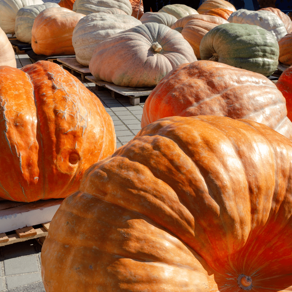 Những trái bí Halloween khổng lồ đang dần được giới trẻ ưa chuộng cho mỗi dịp lễ hội về Những trái bí Halloween khổng lồ đang dần được giới trẻ ưa chuộng cho mỗi dịp lễ hội về