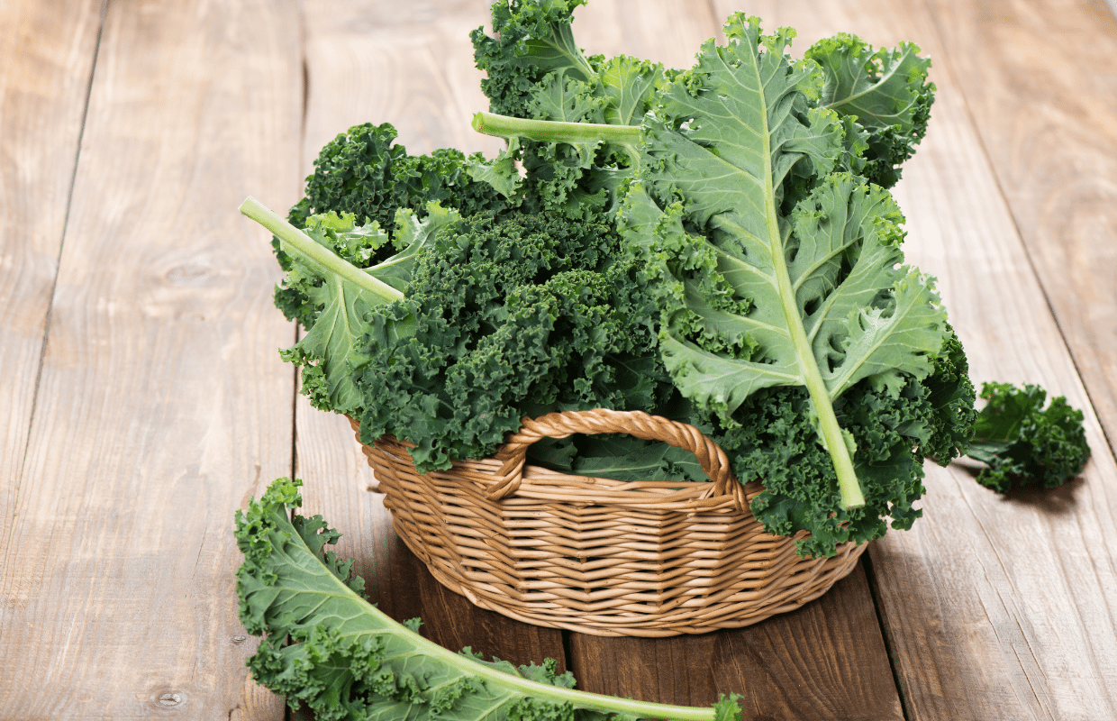 Đất tốt và giàu dinh dưỡng sẽ cho ra đời những cây cải Kale tươi ngon Đất tốt và giàu dinh dưỡng sẽ cho ra đời những cây cải Kale tươi ngon