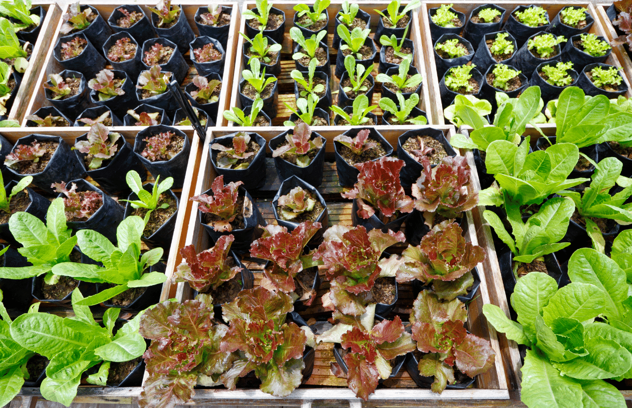 Vườn Hoa Thảo Điền cung cấp Phụ kiện, đất trồng, phân bón Vườn Hoa Thảo Điền cung cấp Phụ kiện, đất trồng, phân bón