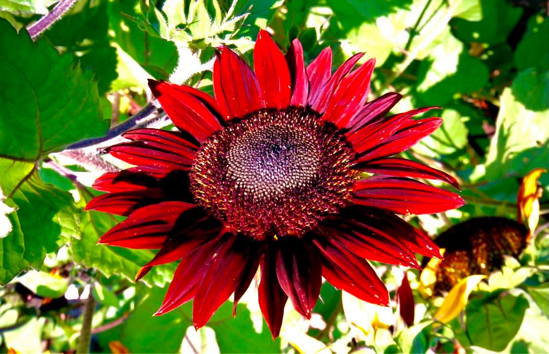 Hướng dương đỏ đang dần trở thành xu hướng mới trong nhiều năm gần đây Hướng dương đỏ đang dần trở thành xu hướng mới trong nhiều năm gần đây