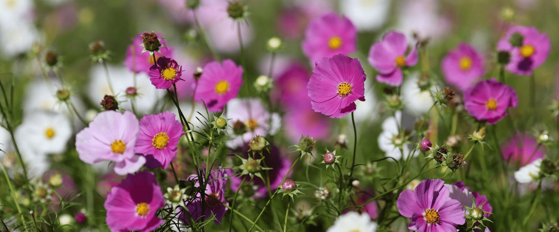 Hoa sao nhái khi nở thường vươn lên cao, khoe sắc màu rực rỡ trong nắng vàng Hoa sao nhái khi nở thường vươn lên cao, khoe sắc màu rực rỡ trong nắng vàng