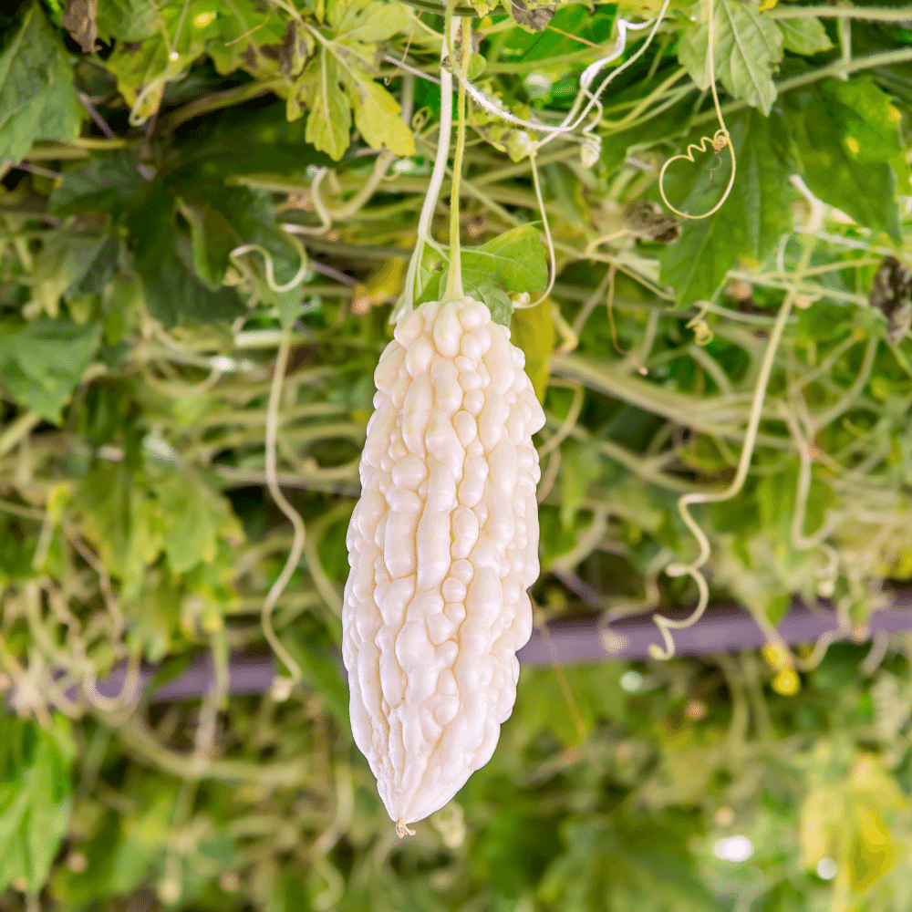 Bạch khổ qua với thân hình thon dài hơn hẳn, chúng có vị đắng nhẹ và kèm theo vị ngòn ngọt khác lạ Bạch khổ qua với thân hình thon dài hơn hẳn, chúng có vị đắng nhẹ và kèm theo vị ngòn ngọt khác lạ