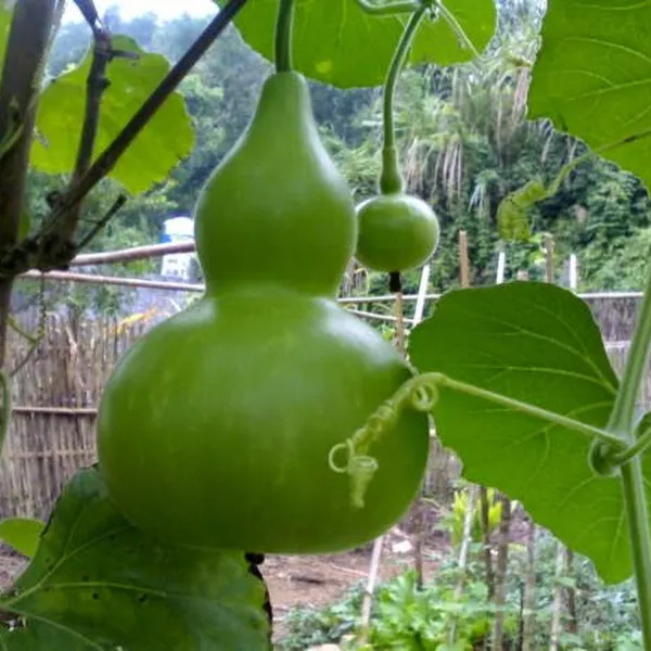 BẦU HÔ LÔ