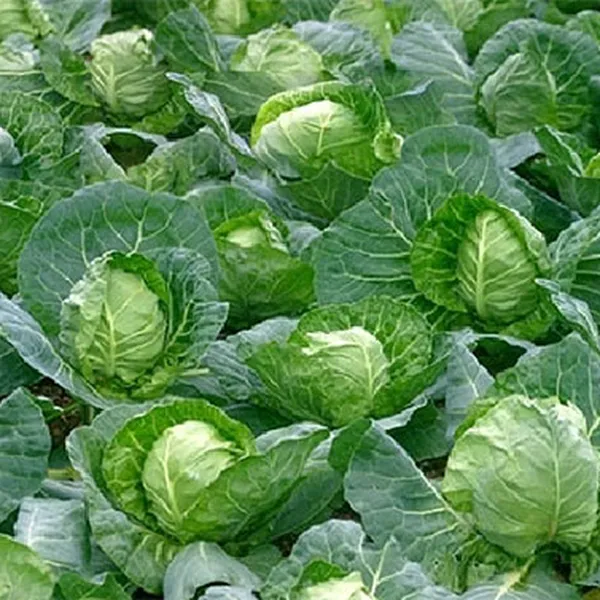 BẮP CẢI