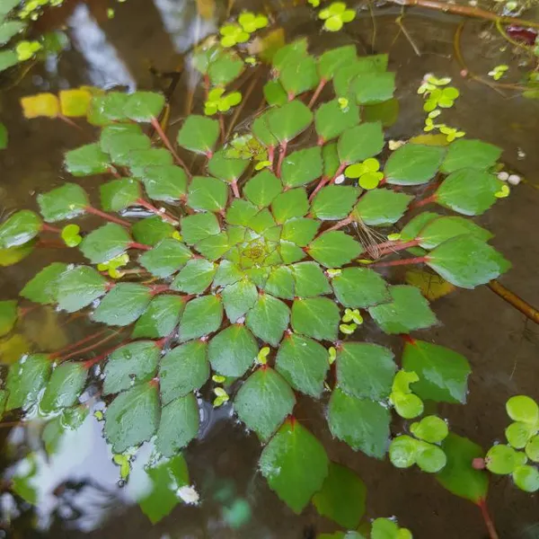 ẤU KIỂNG THẢ NƯỚC