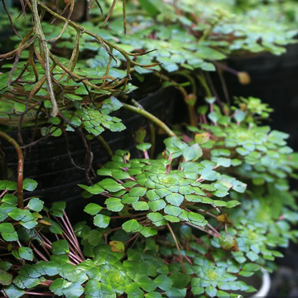 ẤU KIỂNG THẢ NƯỚC