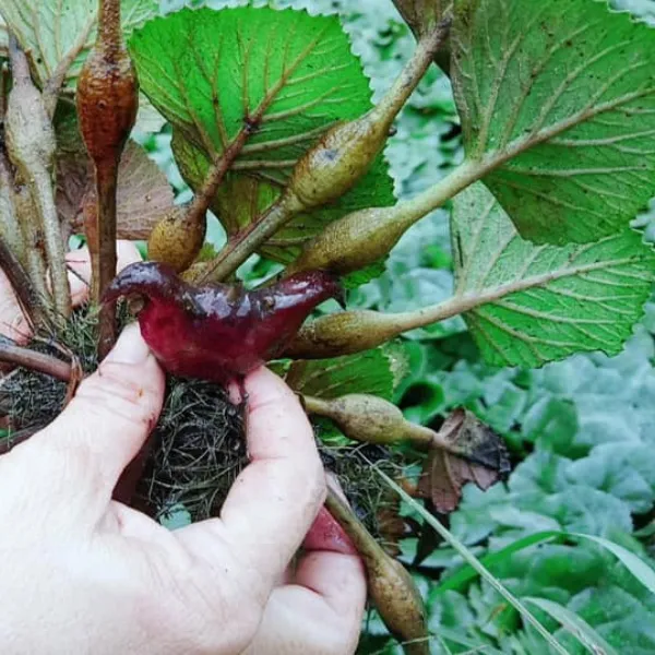 ẤU KIỂNG THẢ NƯỚC