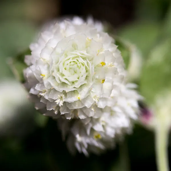 BÁCH NHẬT TRẮNG