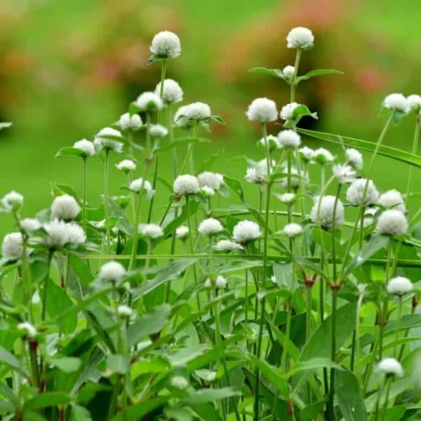 BÁCH NHẬT TRẮNG