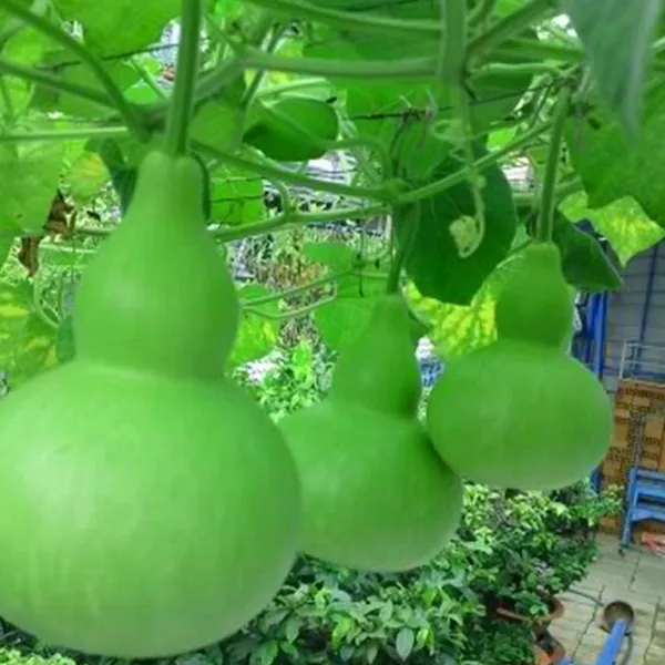 BẦU HỒ LÔ