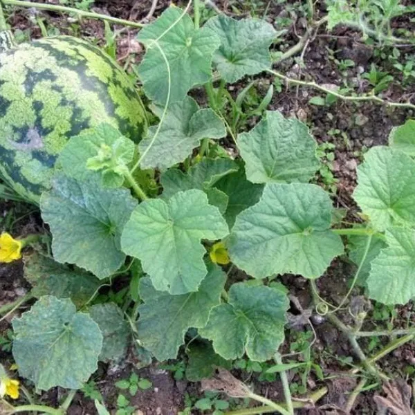 CÂY GIỐNG DƯA HẤU