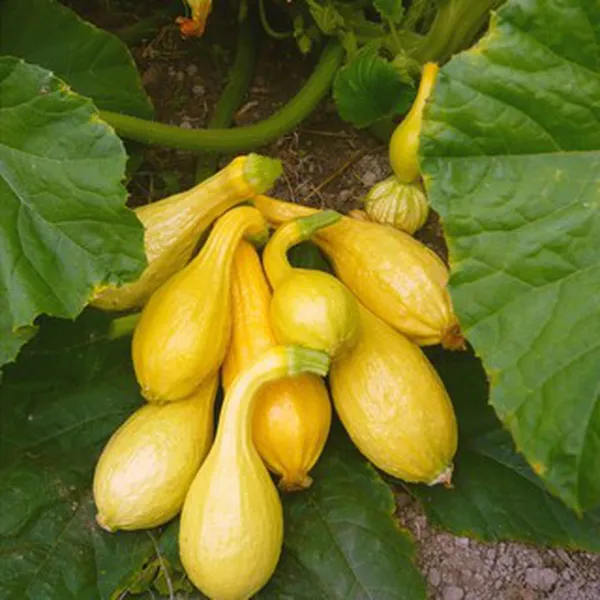 BÍ THIÊN NGA