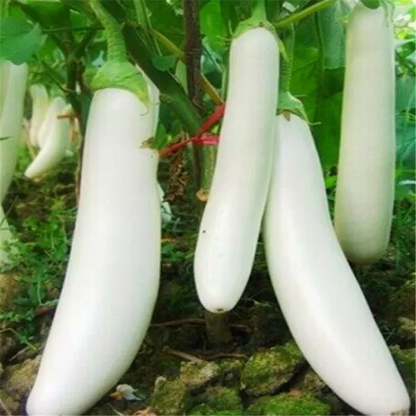 CÀ TRẮNG DÀI