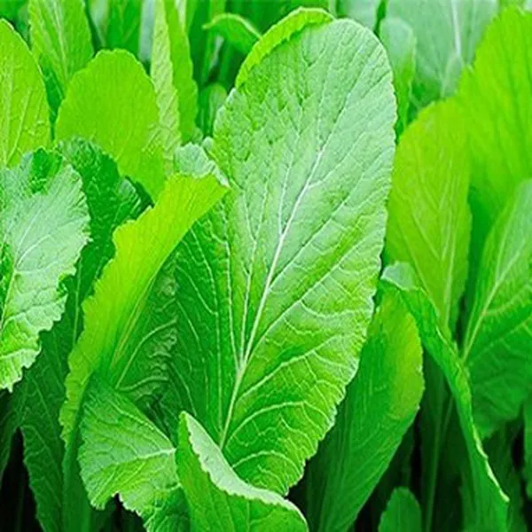CẢI BẸ XANH