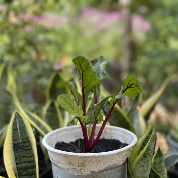 CẢI MÙ TẠT