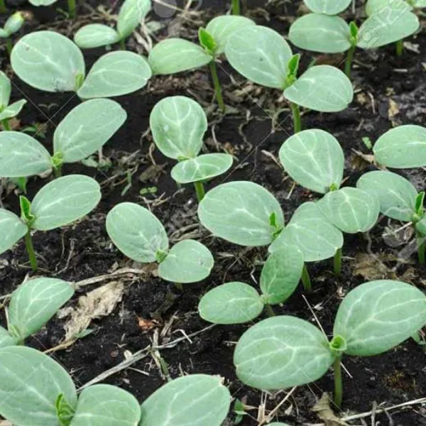 CÂY GIỐNG DƯA HẤU