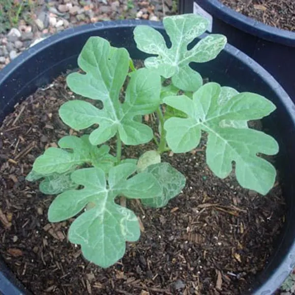 CÂY GIỐNG DƯA HẤU