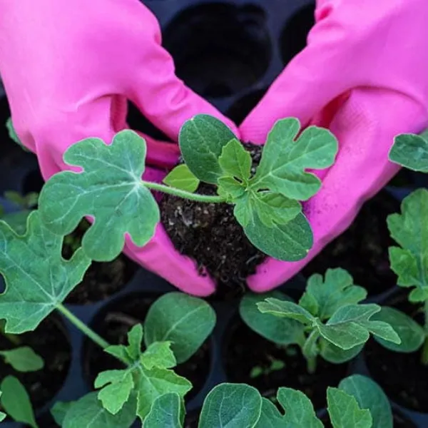 CÂY GIỐNG DƯA HẤU