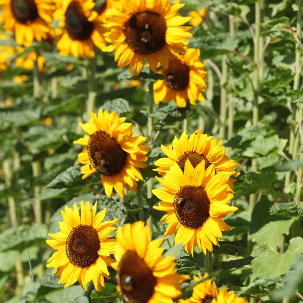 Hoa Hướng Dương