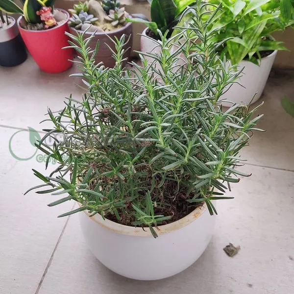 CÂY HƯƠNG THẢO - ROSEMARY