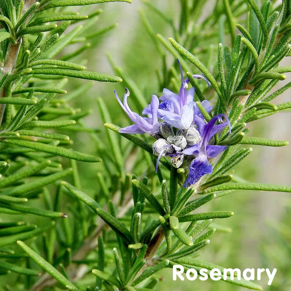 CÂY HƯƠNG THẢO - ROSEMARY